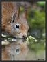 Eekhoorn, Red Squirrel, Sciurus vulgaris Location: Hof van Twente, the Netherlands eekhoorn MG 0660 kopie